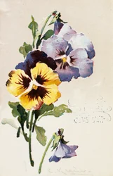 Franskt vintagevykort med blomsterdekorationer