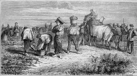 Vinodling i Medoc: plocka druvor under skörd. Gravyr i "" Le Monde Illustré"" nr 561 av 11 januari 1868.