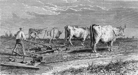Vinodling i Medoc: plöjning av vingårdarna tack vare en plog dragen av oxar. Gravyr i "" Le Monde Illustré"" nr 561 av 11 januari 1868.