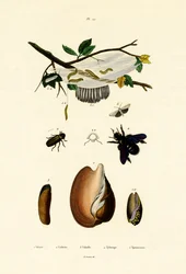 Volute Shell, 1833-39