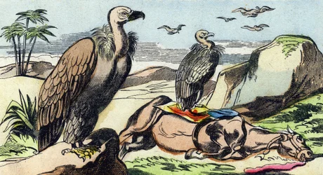 Gamar. Gravyr i "Buffon Alphabet des Oiseaux n 1". 3:e Serie N 1. Avbildning av Epinal, Epinal, sent 1800-tal. 16 sidor. Mått: 28x21cm