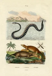 Vattenråtta, 1833-39