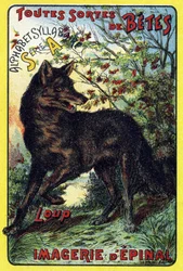 Varg. Omslag till "Syllabar alfabetet alla sorters rödbetor". Serie A. Pellerin et Cie, tryckare-förlag, Epinal, sent 1800-tal. Kromolitografier. Litet 8-sidigt reklamalbum som innehåller en kursplan och ett bildspråk tillsammans med beskrivande texter. Di