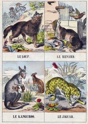 Varg; Räv; Känguru ; Jaguar. Gravyr i "Buffon Alphabet des Animaux". 3:e serien N 1. Avbildning av Epinal, Epinal, sent 1800-tal. 16 sidor. Mått: 28x21cm