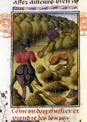Wolf Hunt- i "" Hunting Book of Gaston Phoebus, greve av Foix, Lord of Béarn""