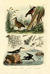 Morkulla, 1833-39