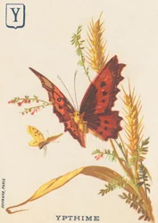 Y: Ypthime (Apatura ilia eller Lesser Mars förändras)
