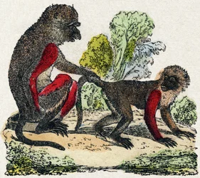 Yarques. Gravyr i "Wild Animals Alphabet". 9:e serien. Bildspråk av Epinal, Pellerin, tryckare-förlag, cirka 1870. Gravyrer på trä, stencilerade. 16 sidor. Storlek: 20 x 15 cm. Privat samling