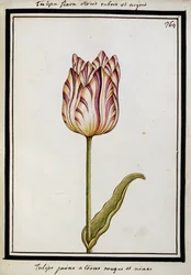 Gul tulpan med röda och svarta streck, ca 1700