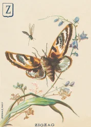 Z: Sicksack (Lymantria dispar eller disparate Bombyx)