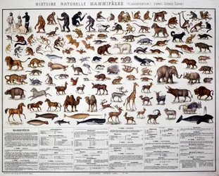 Zoologi: klassificering av däggdjur enligt den franske biologen Georges Cuvier (1769-1832). Naturhistoriska nämnden