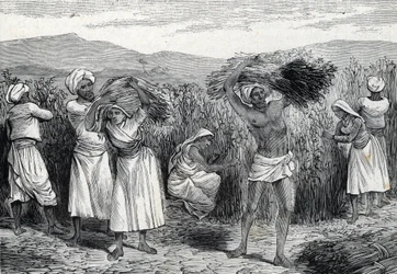 vanlig smilax eller sarsaparille eller grov bindweed skörd i Peru (gravyr) 1888