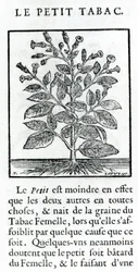 Den lilla tobaken, illustration från Discours du Tabac av Jean Le Royer de Prade, 1671