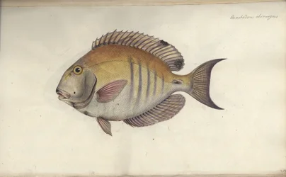 Chaetodon chirurgus, före 1787