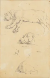 Hundstudier: Waldmann och Ami