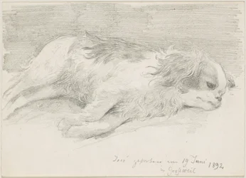 hundstudier