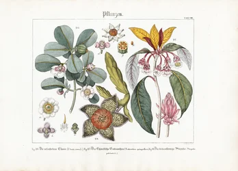 Exotiska prydnadsväxter: Clusia, Enkianthus och Stapelia