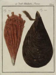Musslor, från Neues Systematisches Conchylien-Cabinet (The New Systematic Cabinet of Shells), 1784 (handfärgad etsning och gravyr)