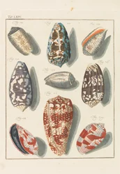 Nytt systematiskt konkyliekabinett, 1768.