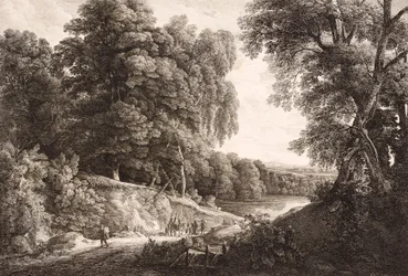 skogslandskap