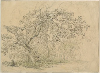 Grove of Trees [verso]