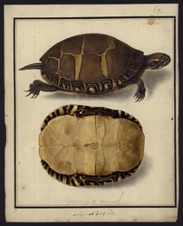 Chrysemys picta, före 1792