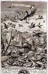 A Variety of Birds, illustration från Bok 1 Del 7 Kapitel 20 av 