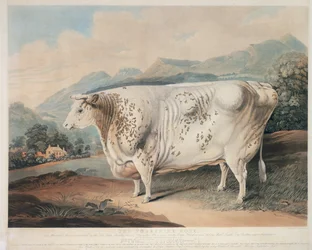 Yorkshire Rose, graverad av C. Turner (fl.1773 -1857) 1838
