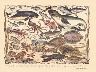 Sida 16: Maneter, tumlare, sill, tonfisk, makrill, haj, multe, bläckfisk, sardiner, hummer, bläckfisk, torsk, piggvar, skägg, krabba, eremit Bernard, ostron, pilgrimsmusslor, asteria, kakel, rocka, tunga, hummer, musslor