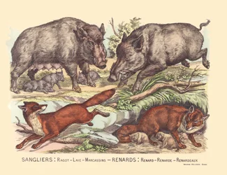 Sida 9: Vildsvin: skvaller, ister, marcassins Räv: räv, räv, räv