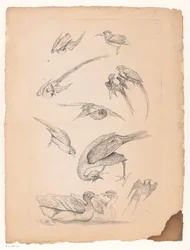 Elva kinesiska fåglar, inklusive ankor och conurer Olika kinesiska fåglar (serietitel) Livre des differentes éspeces d