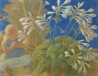 Japanska liljor, 1906