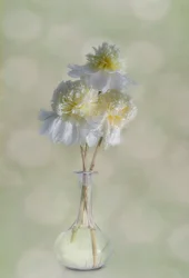 Eleganta vita blommor