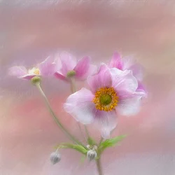 Milda rosa blommor