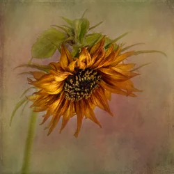 Gyllene höstsolsblomma