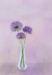 Lila Allium-blommor i vas