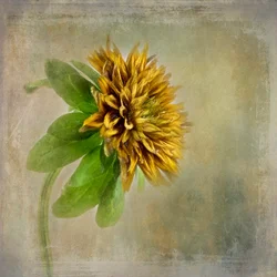 Mjuk gyllene blomning