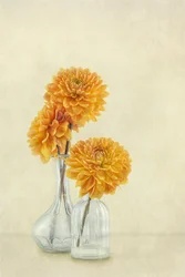 Mjukt orange dahlior