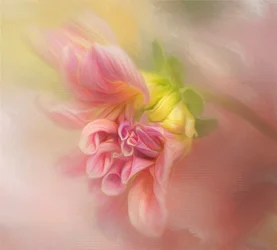 Mjukrosa dahlia