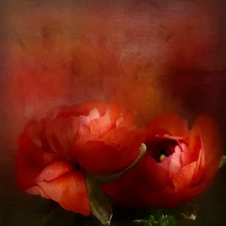 Ljusa röda blommor
