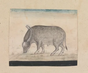 En vattenbuffel