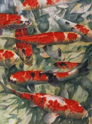 Koi karp