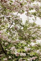 Körsbärsblomning på våren