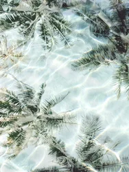 Reflektioner i Clear Water Palm