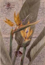 En Strelizia Lily