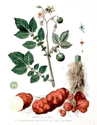 Potatis, botanisk tallrik av G. de Nangis, Frankrike