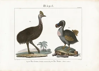 Kassowary och dront