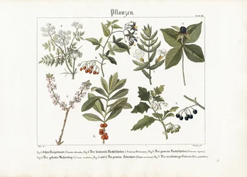 Medicinska och giftiga växter