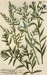 Gromwell-sorter, Lithospermum-arter