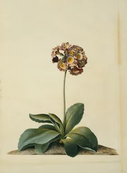 En rosa brokig Auricula,